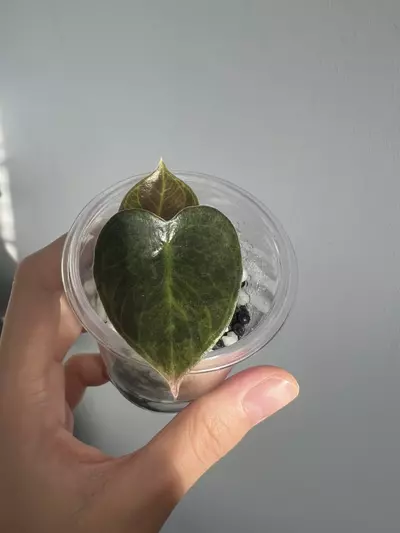 plant/Aurea sedenii-0-thumbnail