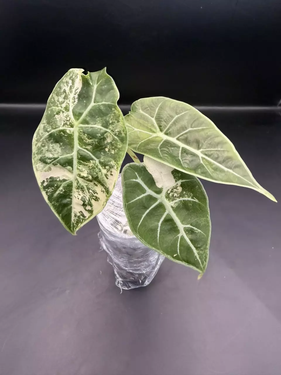 plant/Alocasia Watsoniana Variegated Pup (TC)-1