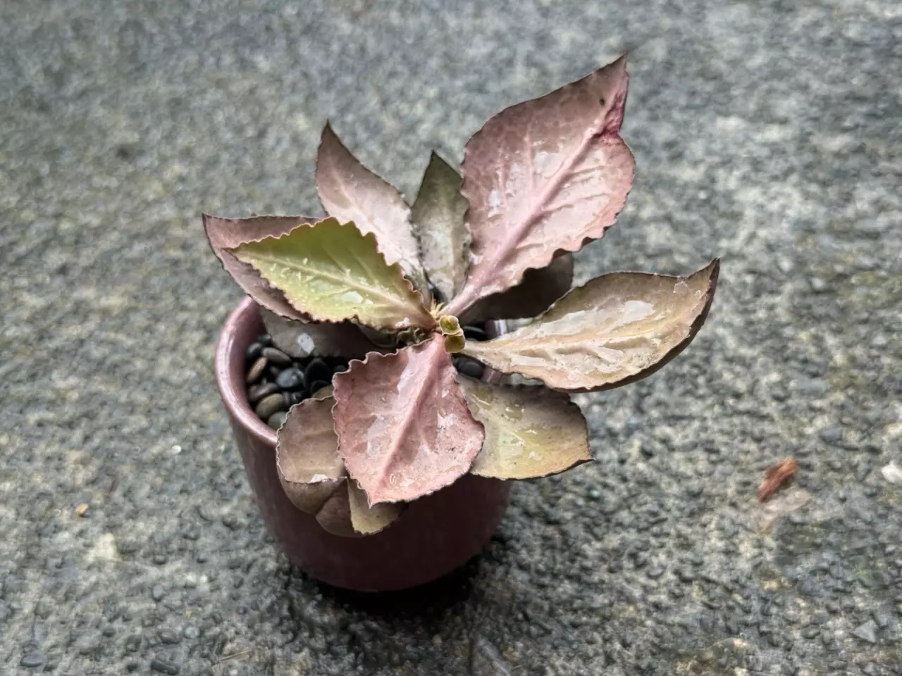plant/Euphorbia francoisii HYBRID-0