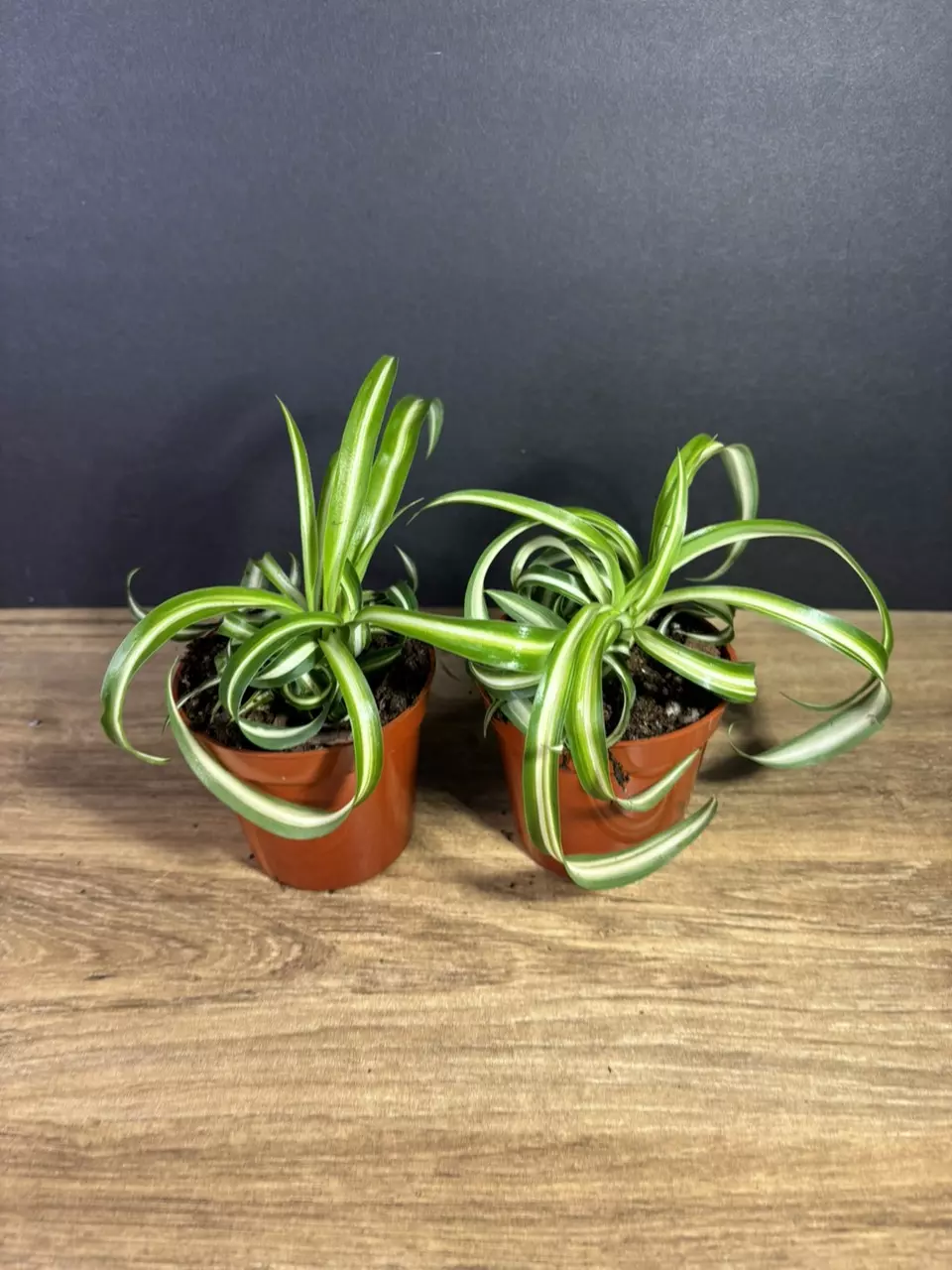 plant/Bonnie Curly Spider Plant 3” - grower’s choice-2