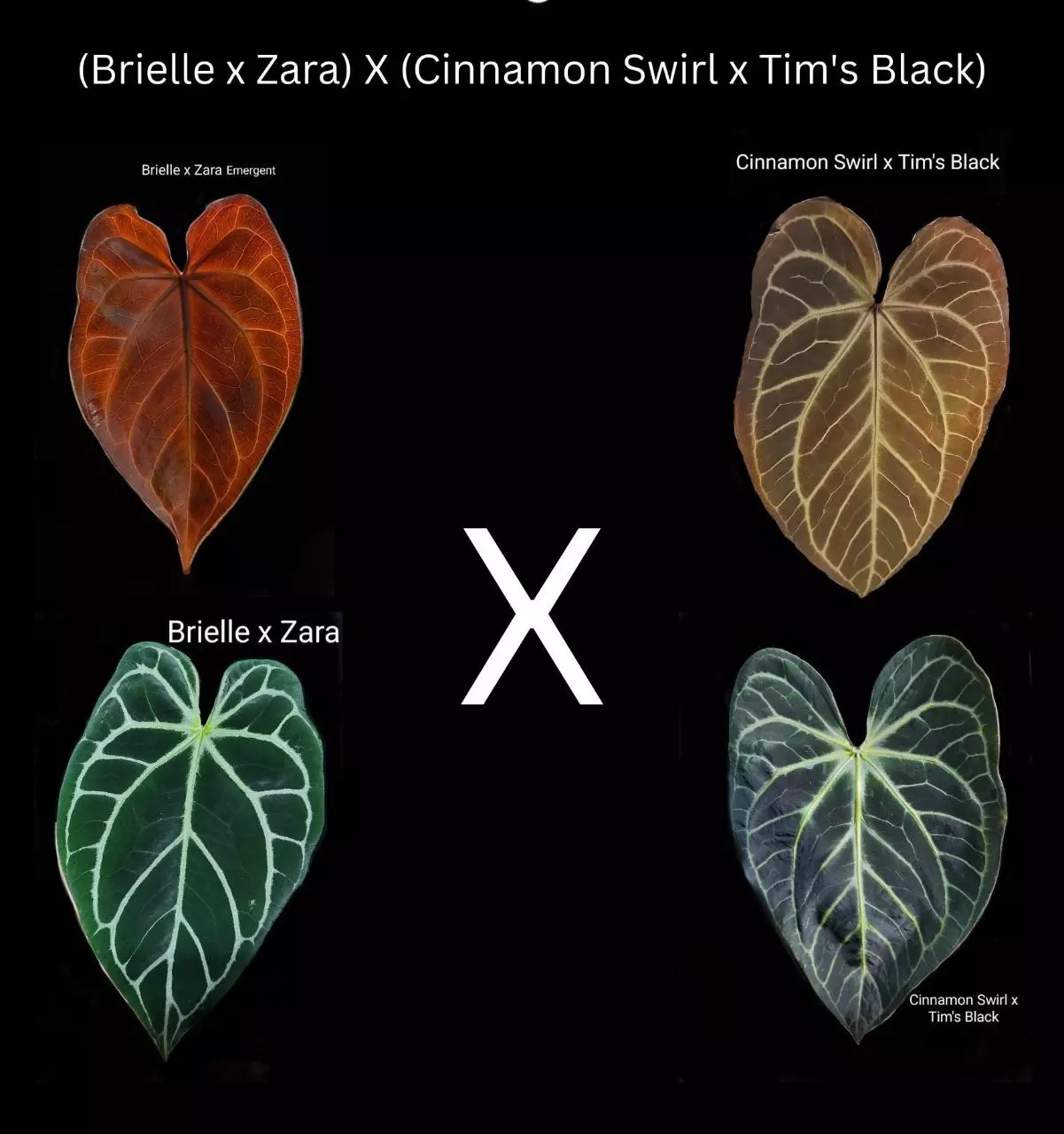 plant/Anthurium (BriellexZara) x (Cinnamon Swirl x Tim's Black) *Growers Choice*-0