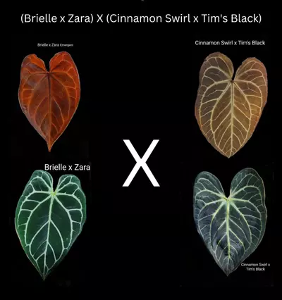 plant/Anthurium (BriellexZara) x (Cinnamon Swirl x Tim's Black) *Growers Choice*-0-thumbnail