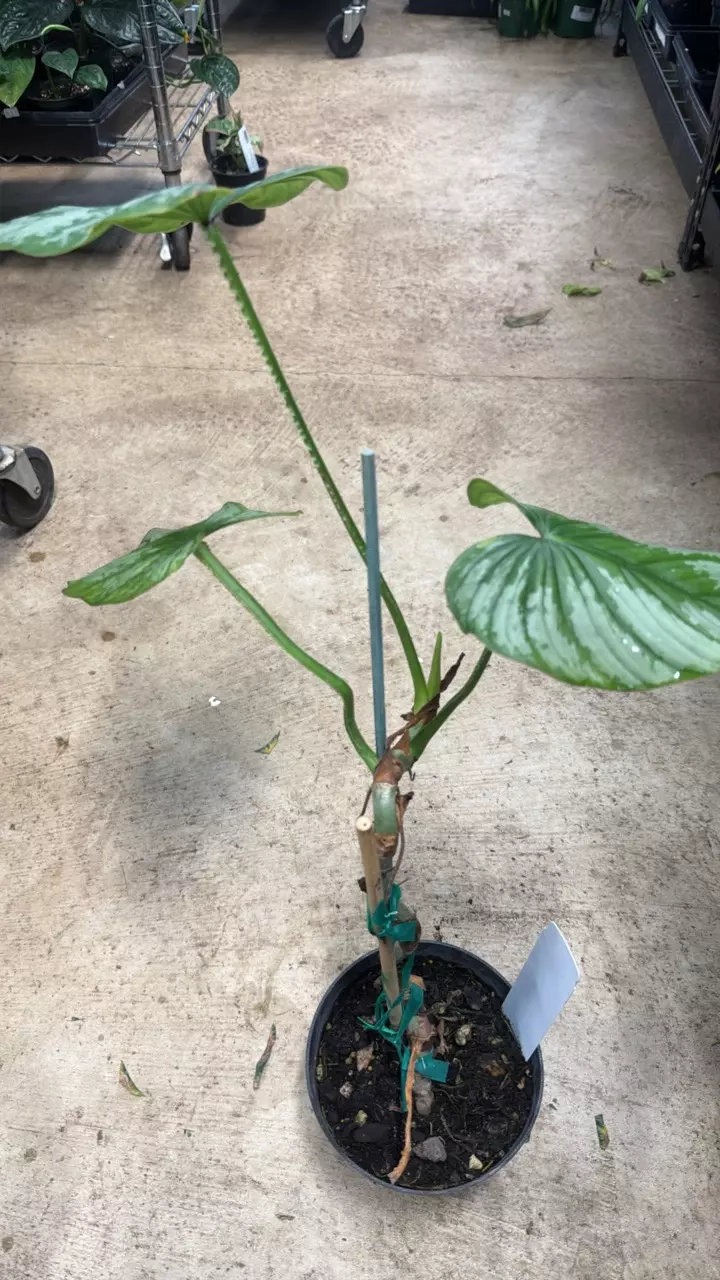 plant/Philodendron Plowmanii 6”-1