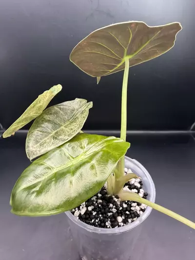 plant/Alocasia Variegated Golden Bone-4-thumbnail