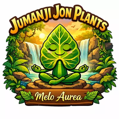 plant/Alocasia Melo Aurea TC-0-thumbnail