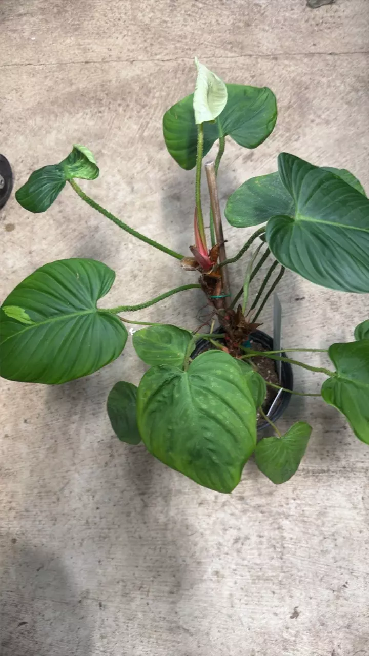 plant/Philodendron Puzzy Patiole 6”-1