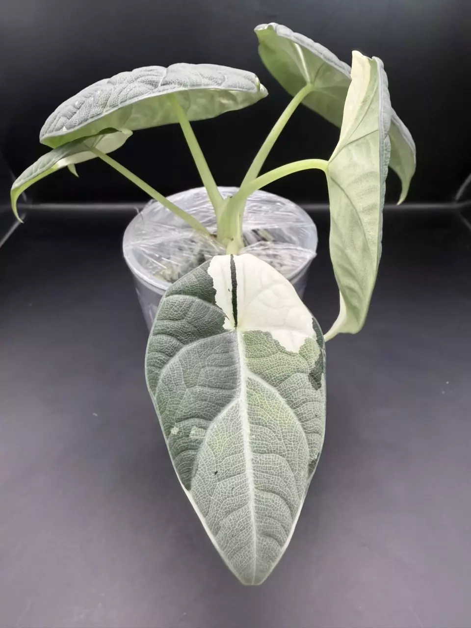 plant/Alocasia Maharani Albo (from Corm)-3