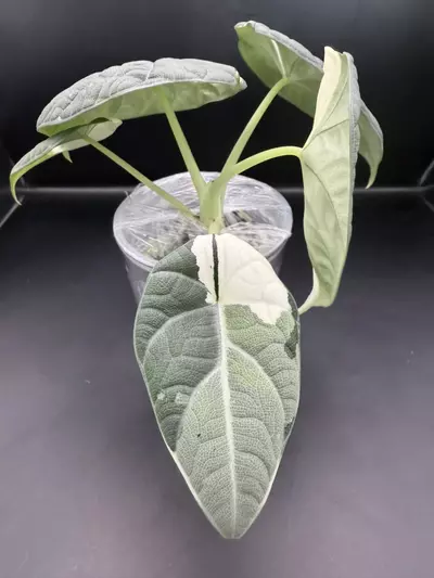 plant/Alocasia Maharani Albo (from Corm)-3-thumbnail