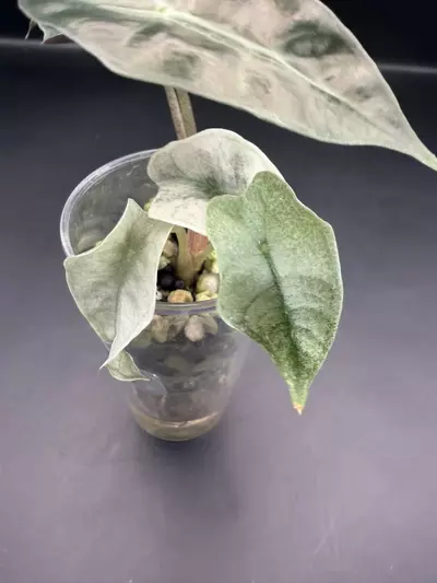 plant/Alocasia Pink Poly Ghost (TC)-2-thumbnail