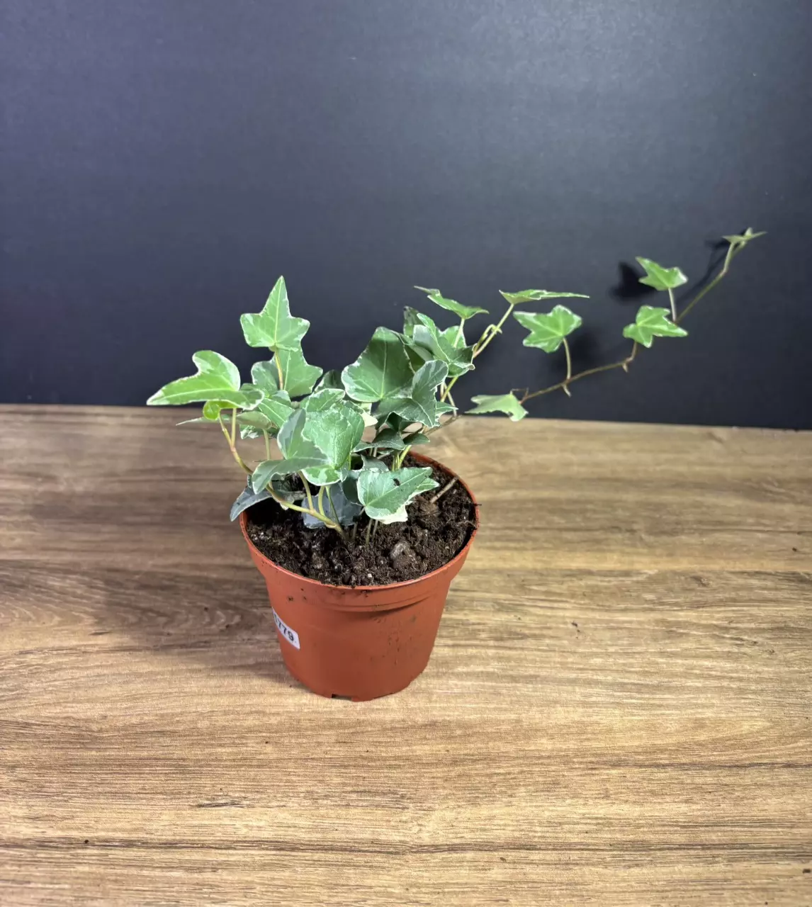 plant/Hedera Helix - English Ivy Variegated 4” - grower’s choice-0