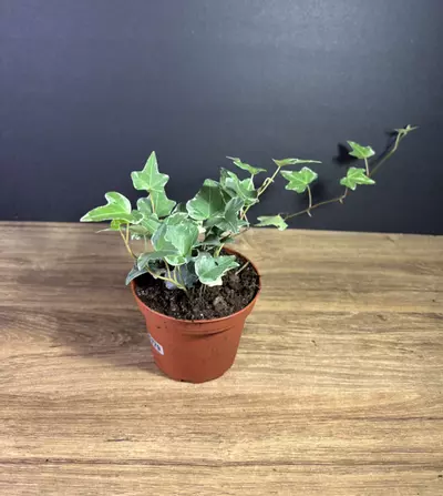 plant/Hedera Helix - English Ivy Variegated 4” - grower’s choice-0-thumbnail