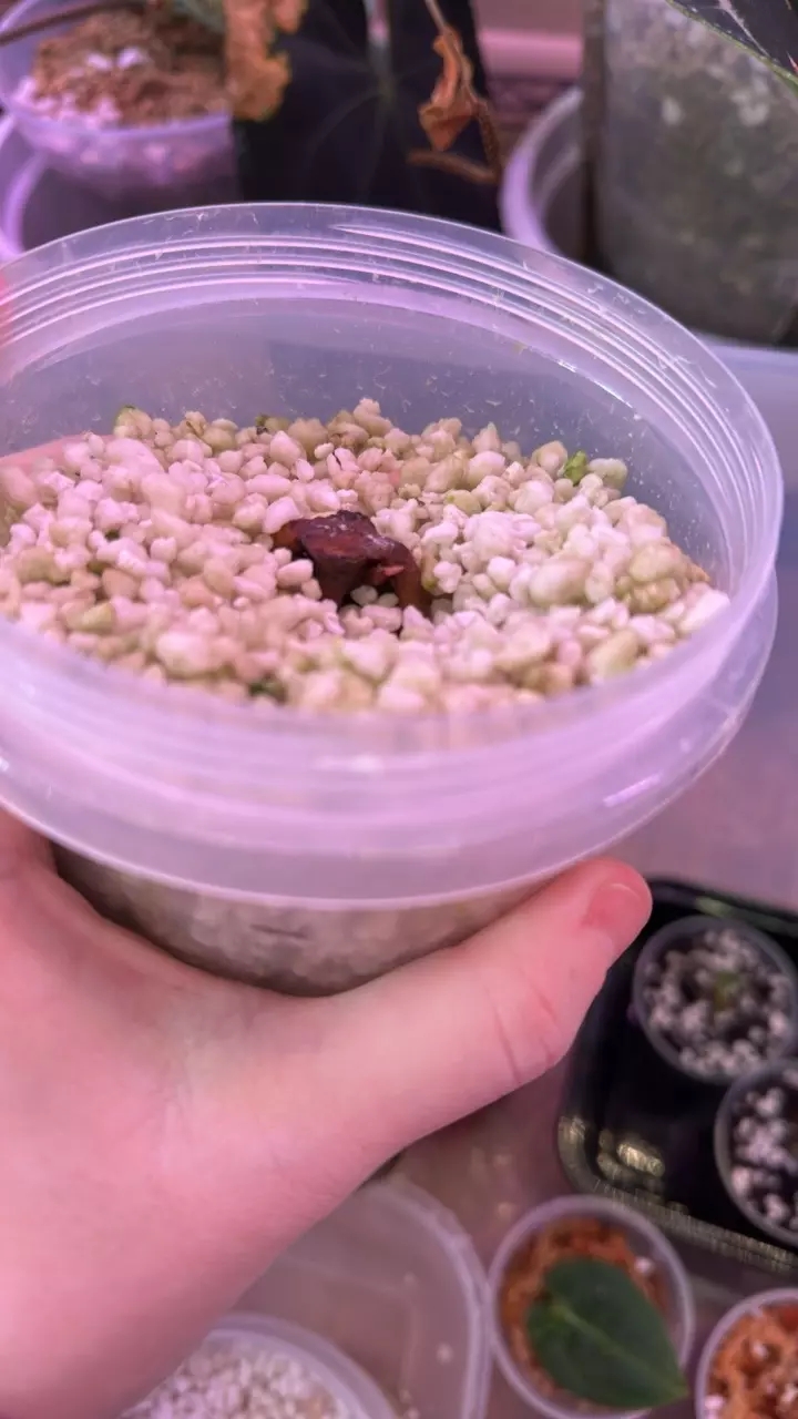 plant/Anthurium sp. Nov DF clone 2 growth points-4