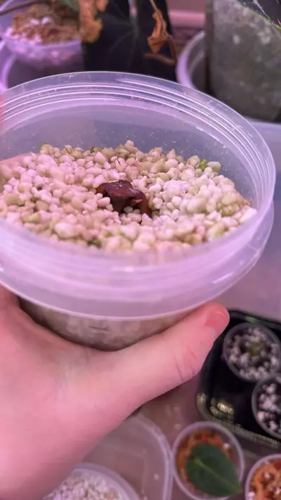 plant/Anthurium sp. Nov DF clone 2 growth points-4-thumbnail