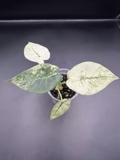 plant/Alocasia Regal Shield Albo Mint pup from corm-1-thumbnail