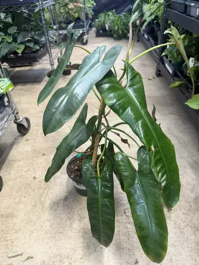 plant/Philodendron Billitiae 6”-0-thumbnail