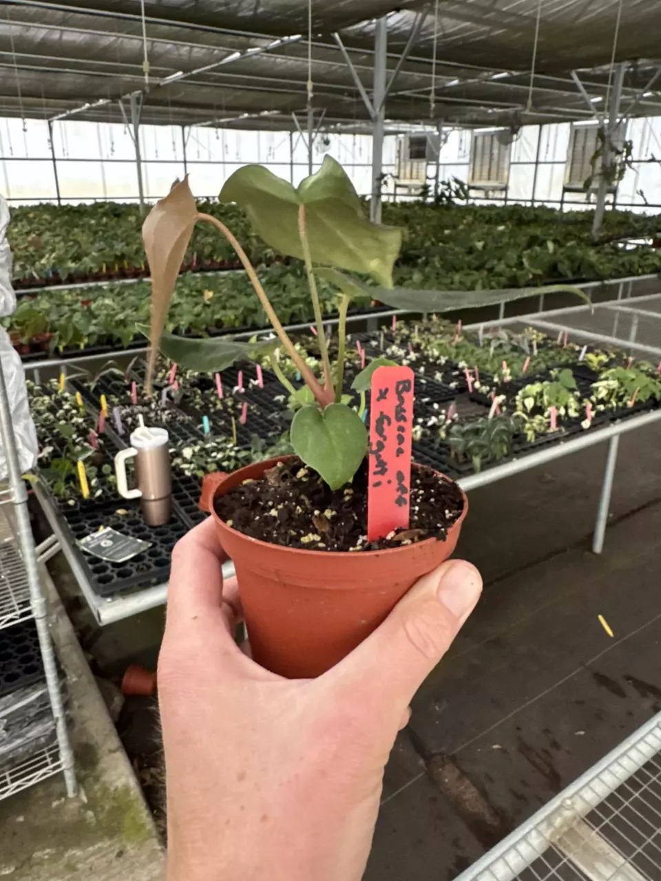 plant/Anthurium Besseae aff x forgetii 4” pot growers choice-6
