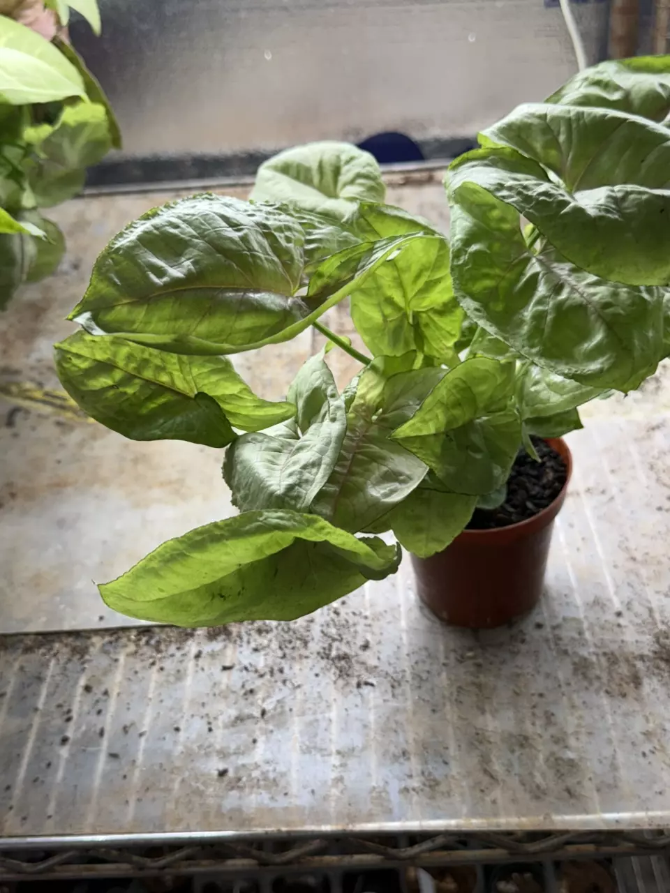 plant/Assorted syngonium 4”-4