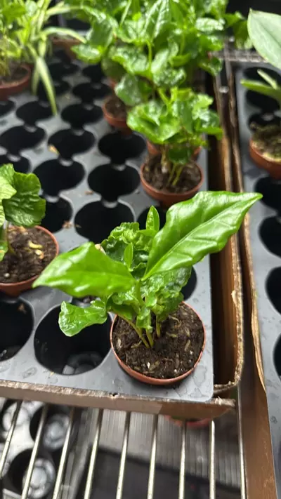 plant/Arabica coffee plant 2”-0-thumbnail
