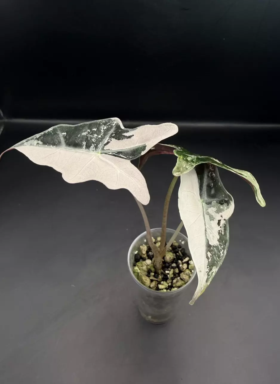 plant/Alocasia Pink Nobilis K pup-0