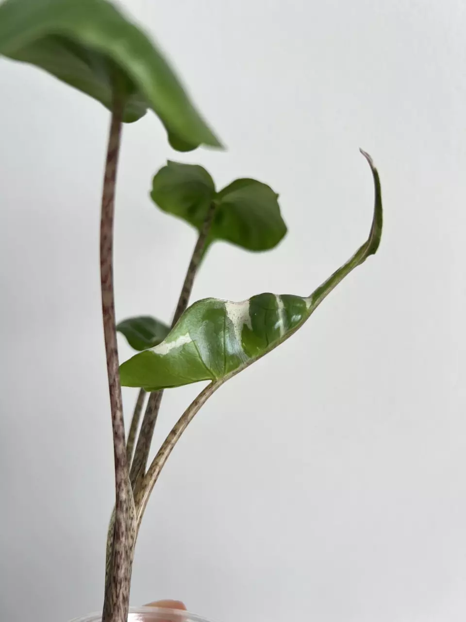 plant/Stingray albo-0