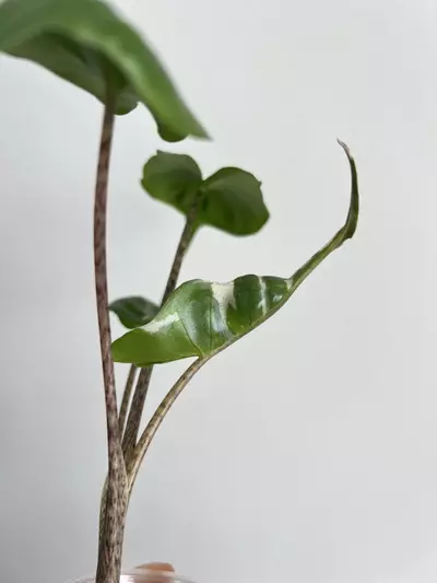 plant/Stingray albo-0-thumbnail