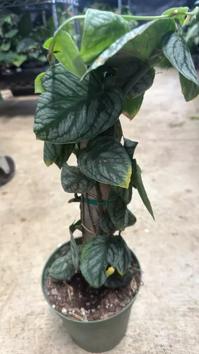 plant/Monstera Dubia Shingle Plant-1-thumbnail