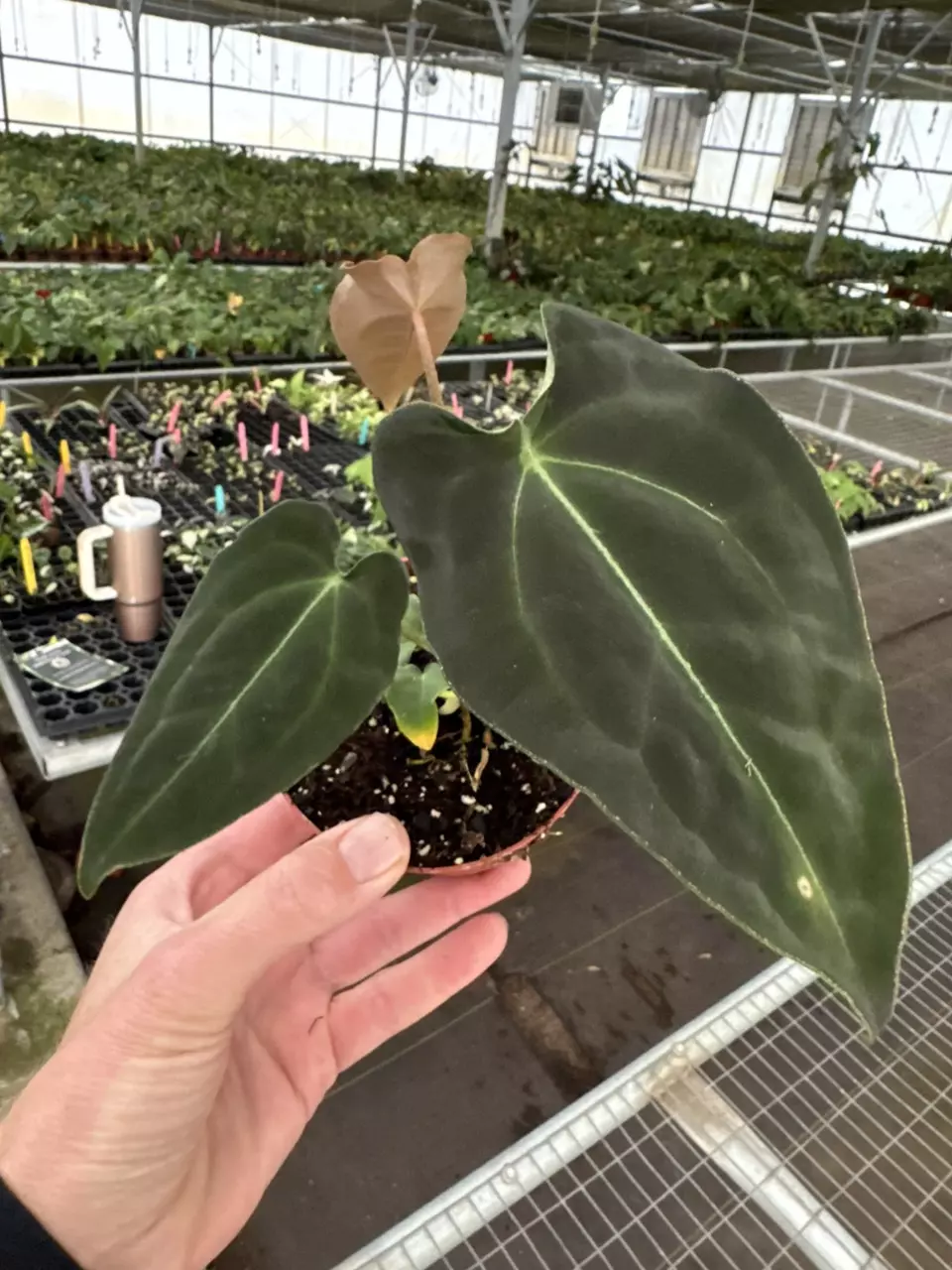 plant/Anthurium Besseae aff x forgetii 4” pot growers choice-1