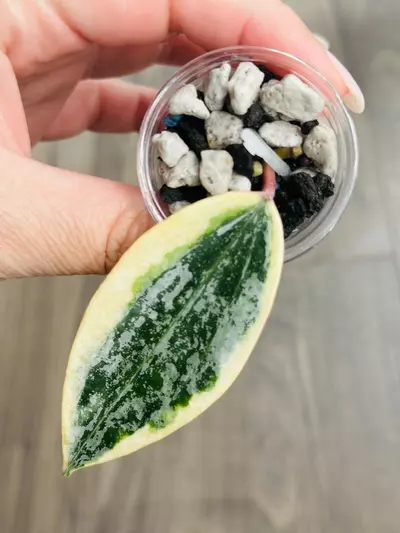 plant/🦄Hoya Rangsan Albo-0-thumbnail