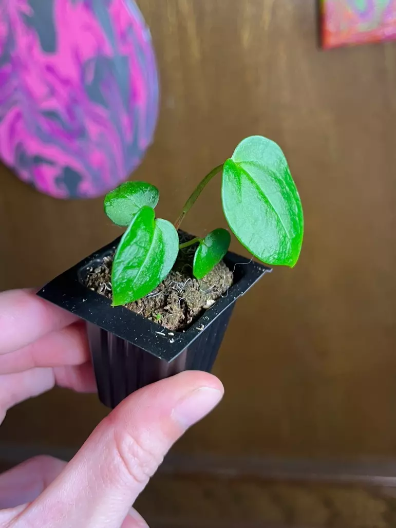 plant/Bess x AOS DF-1