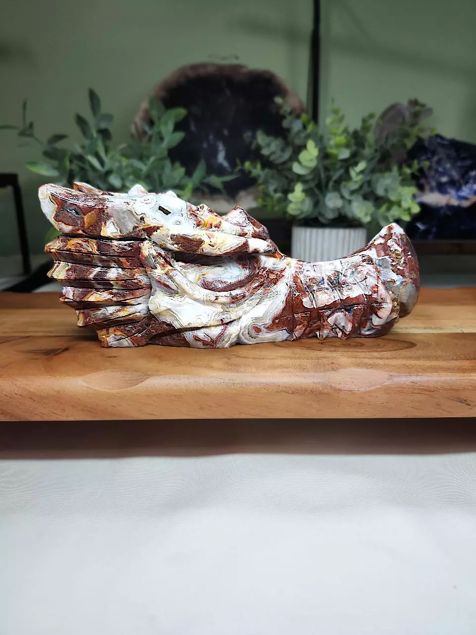 plant/Mexican Crazy Lace large dragon head-0