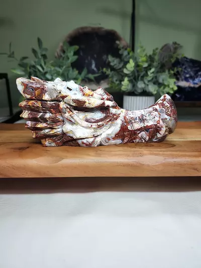 plant/Mexican Crazy Lace large dragon head-0-thumbnail