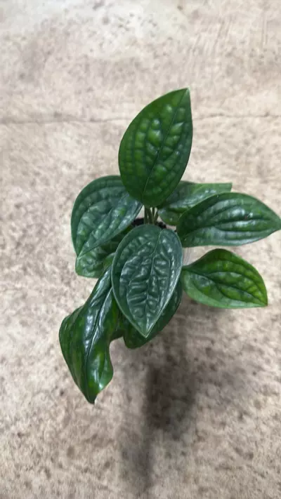 plant/Monstera Karstenianum Peru-1-thumbnail