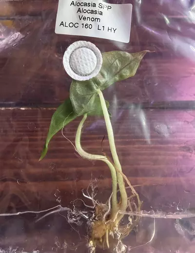 plant/Venom TC-0-thumbnail