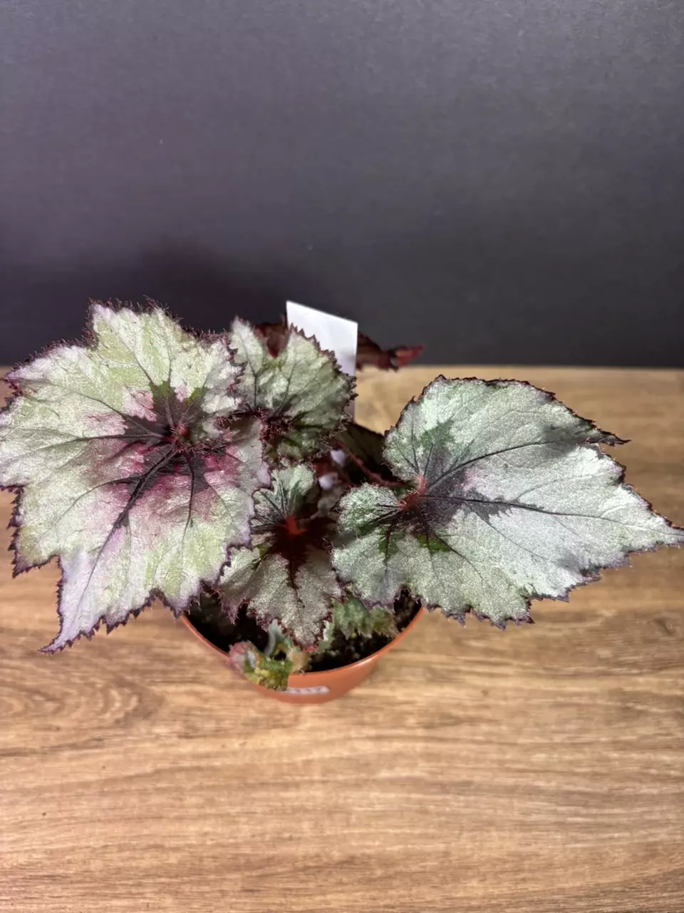 plant/Begonia Ghost Whisperer 4” 2117-2