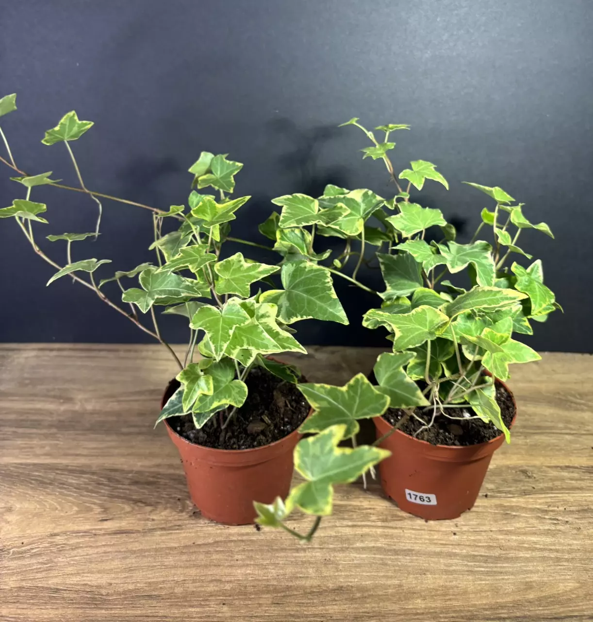 plant/Hedera Helix - English Ivy Gold 4” - grower’s choice-1