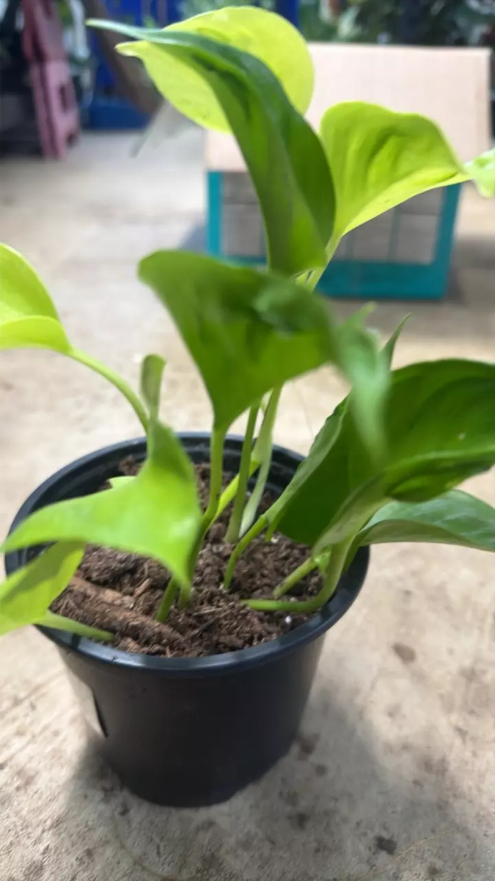 plant/Epipremnum Champs-Elysees Pothos-1