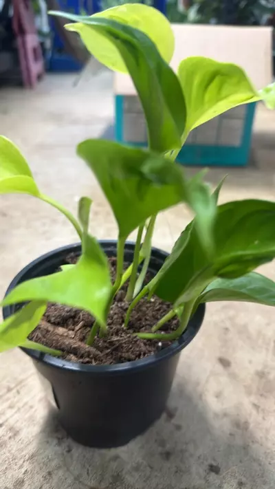 plant/Epipremnum Champs-Elysees Pothos-1-thumbnail