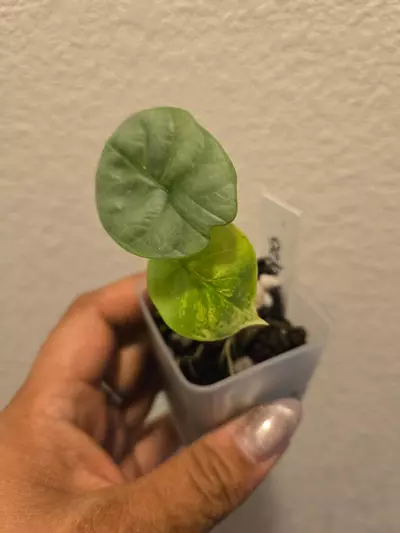 plant/alocasia silver dragon aurea pup-0-thumbnail