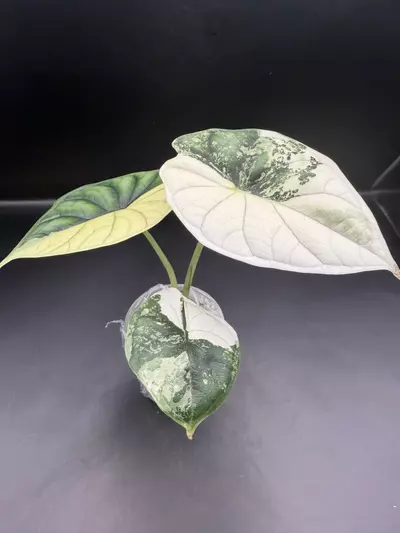 plant/Alocasia Albo Dragon Scale TC-0-thumbnail