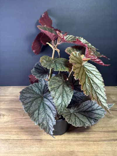 plant/Begonia Angel Wing  6”-0-thumbnail