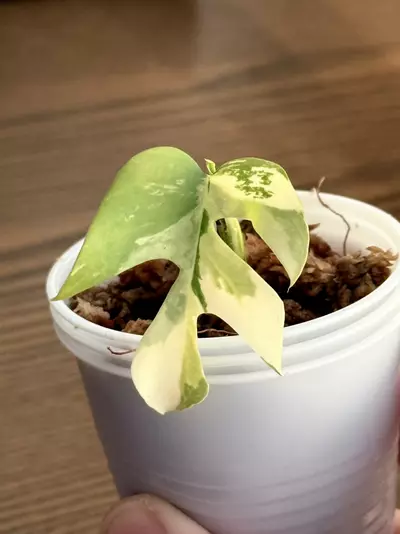 plant/Rhaphidophora Tetrasperma variegated-4-thumbnail