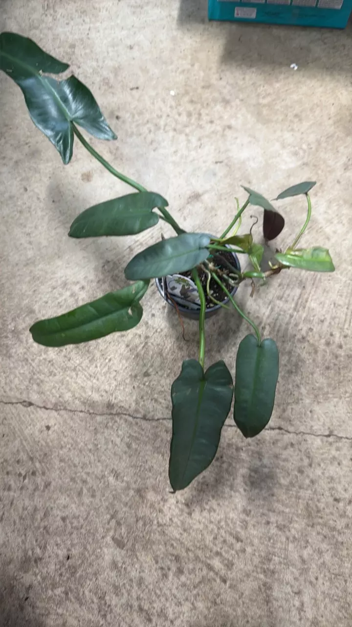 plant/Philodendron Atabopese-0