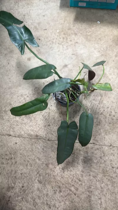plant/Philodendron Atabopese-0-thumbnail