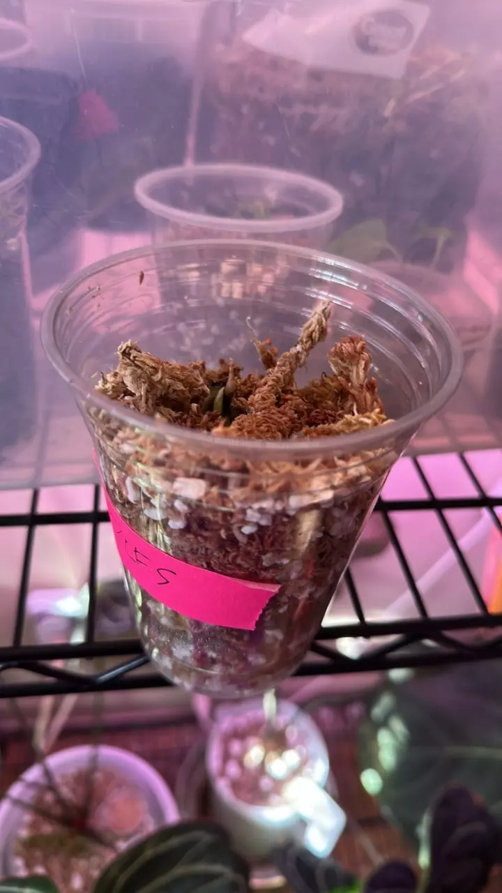 plant/Anthurium RLFS bottom cut-3