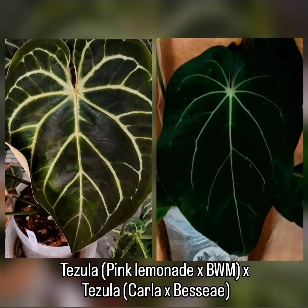 plant/RAID SPECIAL!! TEZULA (Pink lemonade x BWM) X TEZULA (Carla x Besseae)-0