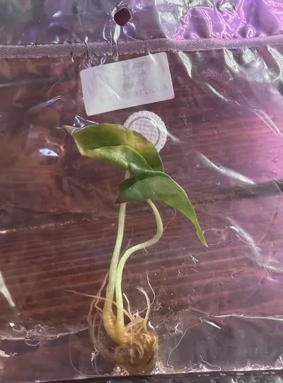 plant/Venom TC-1-thumbnail