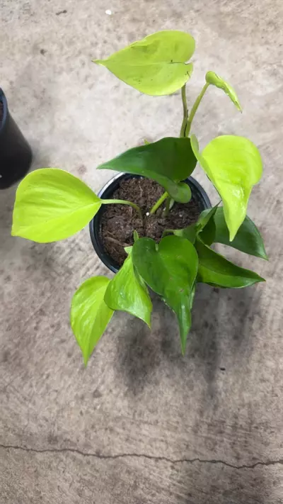 plant/Epipremnum Champs-Elysees Pothos-0-thumbnail
