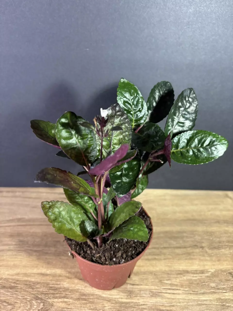 plant/Hemigraphis Alternata Waffle Plant 4" - grower’s choice-0