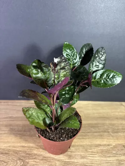 plant/Hemigraphis Alternata Waffle Plant 4" - grower’s choice-0-thumbnail