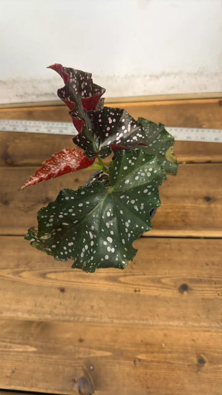 plant/Begonia Cracklin Rosie-0